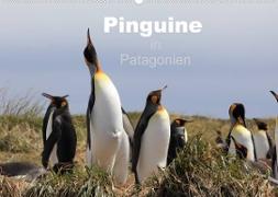 Pinguine in Patagonien (Wandkalender 2023 DIN A2 quer)