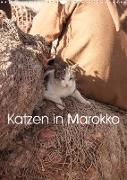 Katzen in Marokko (Wandkalender 2023 DIN A3 hoch)