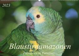 Blaustirnamazonen - Papageien in Paraguay (Wandkalender 2023 DIN A2 quer)