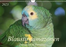 Blaustirnamazonen - Papageien in Paraguay (Wandkalender 2023 DIN A4 quer)