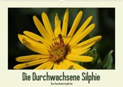 Die Durchwachsene Silphie - Eine Amerikanerin gibt Gas / CH-Version (Wandkalender 2023 DIN A2 quer)