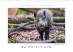 Emotionale Momente: Das Wildschwein. / CH-Version (Wandkalender 2023 DIN A3 quer)
