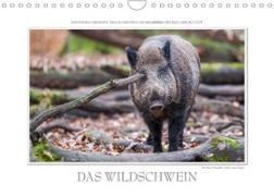 Emotionale Momente: Das Wildschwein. / CH-Version (Wandkalender 2023 DIN A4 quer)