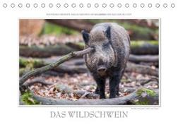Emotionale Momente: Das Wildschwein. / CH-Version (Tischkalender 2023 DIN A5 quer)