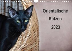 Orientalische Katzen (Wandkalender 2023 DIN A4 quer)