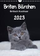 Briten Bärchen ¿ Britisch Kurzhaar 2023 (Wandkalender 2023 DIN A4 hoch)