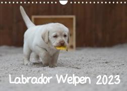Labrador Welpen (Wandkalender 2023 DIN A4 quer)