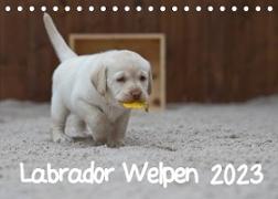 Labrador Welpen (Tischkalender 2023 DIN A5 quer)