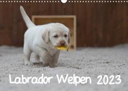 Labrador Welpen (Wandkalender 2023 DIN A3 quer)