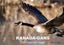 KANADA-GANS - Der 'hupende' Vogel (Wandkalender 2023 DIN A3 quer)