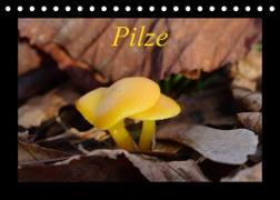 Pilze (Tischkalender 2023 DIN A5 quer)