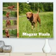 Faszination Magyar Vizsla (Premium, hochwertiger DIN A2 Wandkalender 2023, Kunstdruck in Hochglanz)