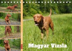 Faszination Magyar Vizsla (Tischkalender 2023 DIN A5 quer)