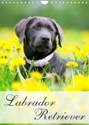 Labrador Retriever (Wandkalender 2023 DIN A4 hoch)
