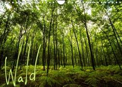 Wald (Wandkalender 2023 DIN A4 quer)