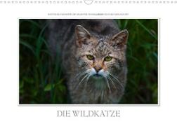 Emotionale Momente: Die Wildkatze. (Wandkalender 2023 DIN A3 quer)