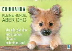 Chihuahua: Kleine Hunde, aber oho (Wandkalender 2023 DIN A2 quer)