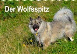 Der Wolfsspitz (Wandkalender 2023 DIN A2 quer)