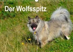 Der Wolfsspitz (Wandkalender 2023 DIN A3 quer)