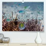 Unterwasserwelt der Malediven III (Premium, hochwertiger DIN A2 Wandkalender 2023, Kunstdruck in Hochglanz)