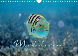 Unterwasserwelt der Malediven II (Wandkalender 2023 DIN A4 quer)