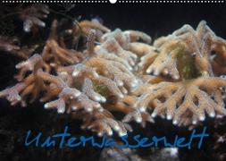 Unterwasserwelt (Wandkalender 2023 DIN A2 quer)