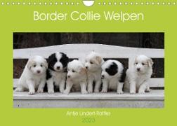 Border Collie Welpen (Wandkalender 2023 DIN A4 quer)