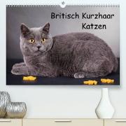 Britisch Kurzhaar Katzen (Premium, hochwertiger DIN A2 Wandkalender 2023, Kunstdruck in Hochglanz)