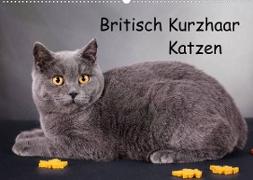 Britisch Kurzhaar Katzen (Wandkalender 2023 DIN A2 quer)