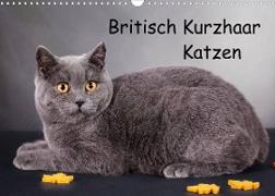Britisch Kurzhaar Katzen (Wandkalender 2023 DIN A3 quer)