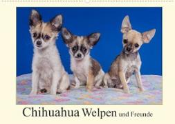 Chihuahua Welpen und Freunde (Wandkalender 2023 DIN A2 quer)