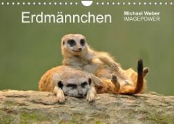 Erdmännchen - Tierkinder (Wandkalender 2023 DIN A4 quer)