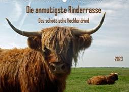 Die anmutigste Rinderrasse - Das schottische Hochlandrind (Wandkalender 2023 DIN A2 quer)