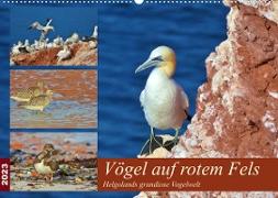 Vögel auf rotem Fels - Helgolands grandiose Vogelwelt (Wandkalender 2023 DIN A2 quer)