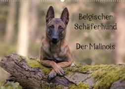 Belgischer Schäferhund - Der Malinois (Wandkalender 2023 DIN A2 quer)