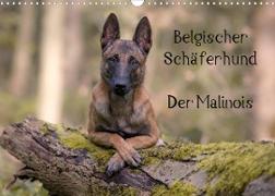 Belgischer Schäferhund - Der Malinois (Wandkalender 2023 DIN A3 quer)