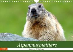 Alpenmurmeltiere in freier Wildbahn (Wandkalender 2023 DIN A4 quer)