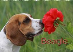 Beagle (Wandkalender 2023 DIN A2 quer)