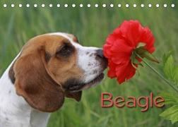 Beagle (Tischkalender 2023 DIN A5 quer)