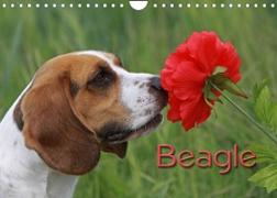 Beagle (Wandkalender 2023 DIN A4 quer)