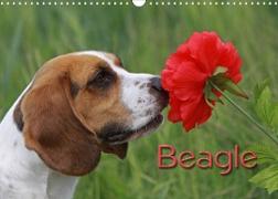 Beagle (Wandkalender 2023 DIN A3 quer)