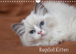 Ragdoll Kitten (Wandkalender 2023 DIN A4 quer)
