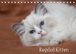 Ragdoll Kitten (Tischkalender 2023 DIN A5 quer)