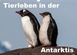 Tierleben in der Antarktis (Wandkalender 2023 DIN A3 quer)