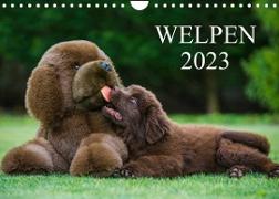 Welpen 2023 (Wandkalender 2023 DIN A4 quer)