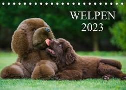 Welpen 2023 (Tischkalender 2023 DIN A5 quer)