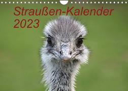 Straußen-Kalender 2023 (Wandkalender 2023 DIN A4 quer)