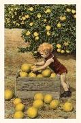 Vintage Journal Child with Crate of Grapefruit