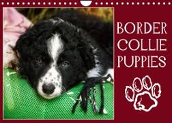 Border collie puppies (Calendrier mural 2023 DIN A4 horizontal)