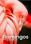 Flamingos in rosa Federpracht. (Wandkalender 2023 DIN A2 hoch)